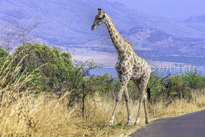 南非长颈鹿(长颈鹿camelopardalis giraffe)